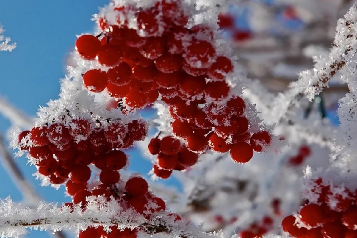 В Кострому наконец-то пришла зима… но синоптики говорят, что ненадолго