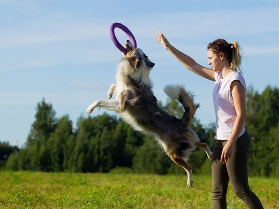 Петербуржцы смогут выгуливать и дрессировать собак на новой площадке в Красногвардейском районе