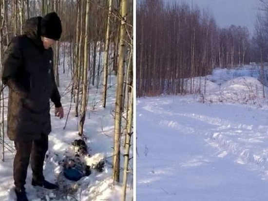 Наркотики на 20 млн рублей прятали в лесу под Новосибирском