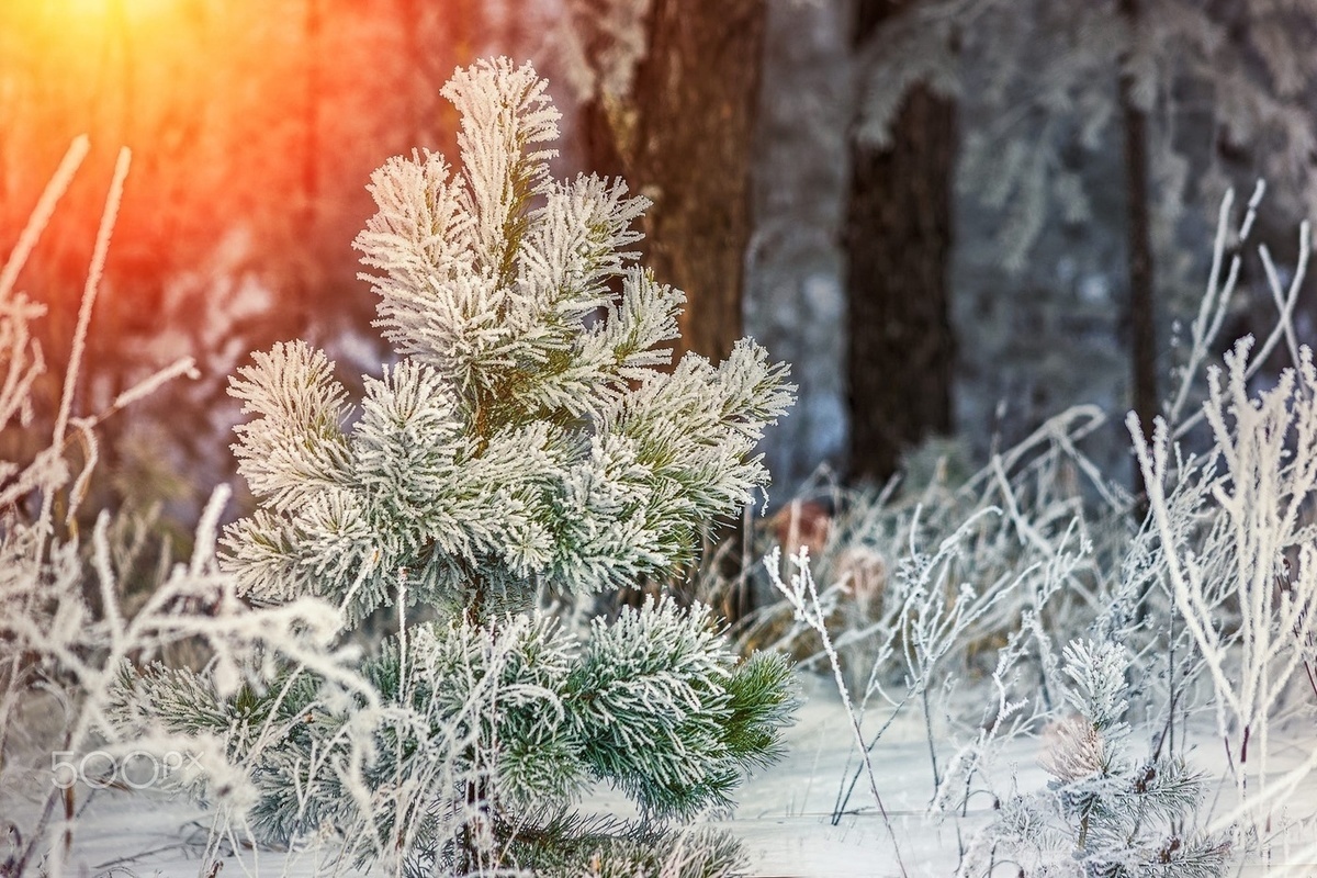 перо на снегу