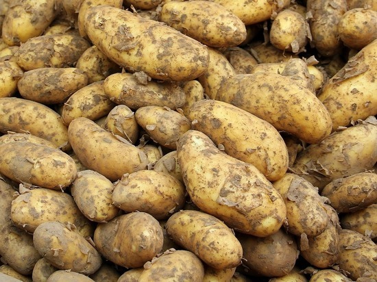 Этой осенью в Хакасии картошки накопали меньше, чем в прошлом году