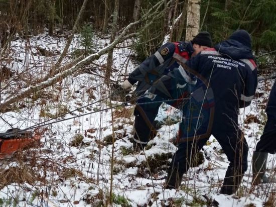 В лесу под Форносово нашли погибшего мужчину