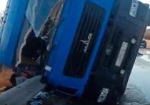 24 ноября на трассе в Старооскольском горокруге опрокинулся грузовик "МАЗ", перевозивший 150 свиней