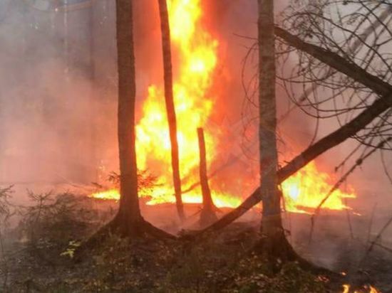Видеокамеры помогли вовремя потушить лесные пожары в Ленобласти