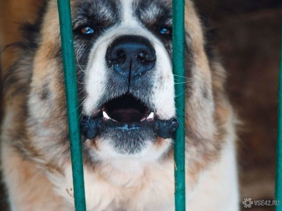 Власти рассказали о судьбе собаки, напавшей на ребенка у рынка в Кузбассе