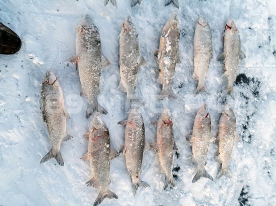 5 лет тюрьмы за вылов редких рыб грозит мужчине из Надымского района
