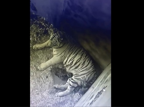 Тигр из Тверской области, напавший на дальнобойщика, стал отцом