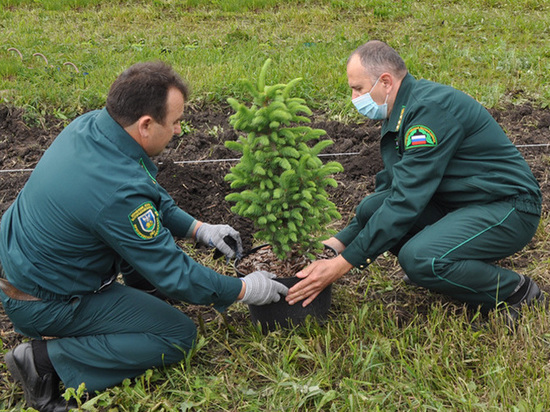 Белгородцы высадили около 6 млн деревьев благодаря акции «Сохраним лес»