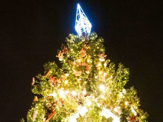 Новогоднюю елку привезут на Дворцовую площадь из Приозерского района