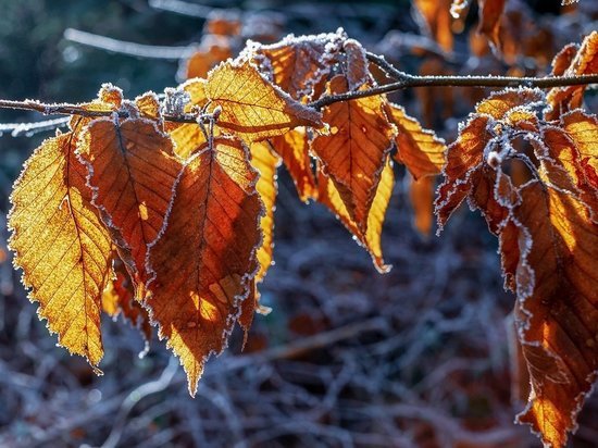 26 ноября в Белгородской области будет до 5 градусов мороза
