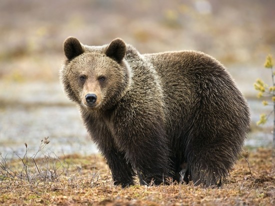 Перепись — она всем перепись: костромские зоологи подсчитали медведей в Кологривском лесу
