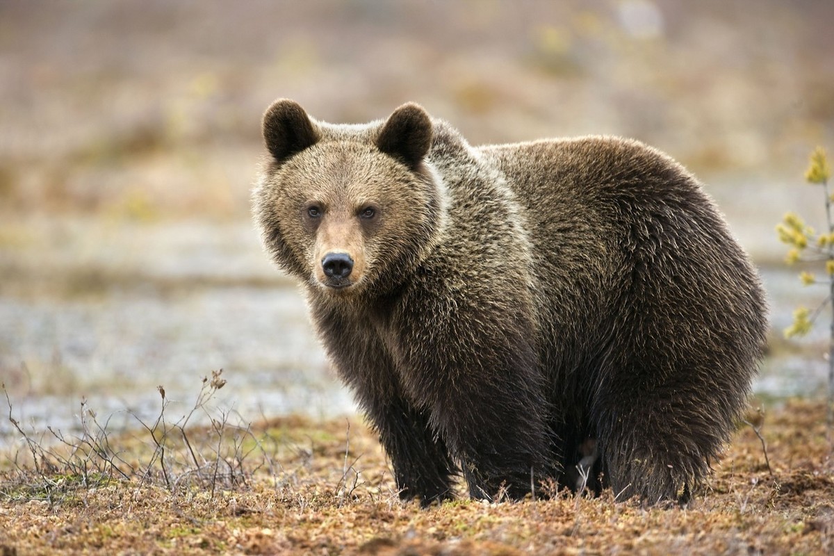 Перепись — она всем перепись: костромские зоологи подсчитали медведей в Кологривском лесу