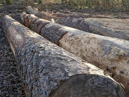 «Черные» лесорубы срубили деревья в Новосибирске на 3 млн рублей