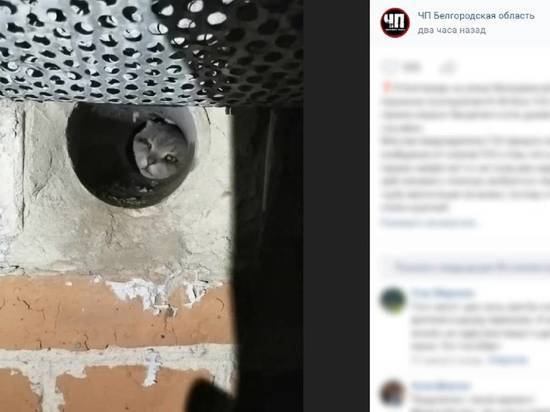 Белгородцы пытаются спасти запертого в холодном гараже кота