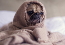 Эксперты называли семь пород собак, которые жить не могут без хозяина, пишет портал DogVills