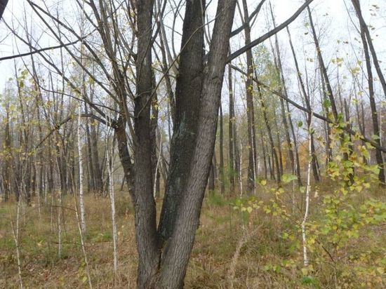 Омскому застройщику не дали разрешение на снос деревьев даже за 700 тысяч рублей