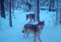 В нацпарке «Красноярские Столбы» рассказали о восстановлении численности волчьей стаи