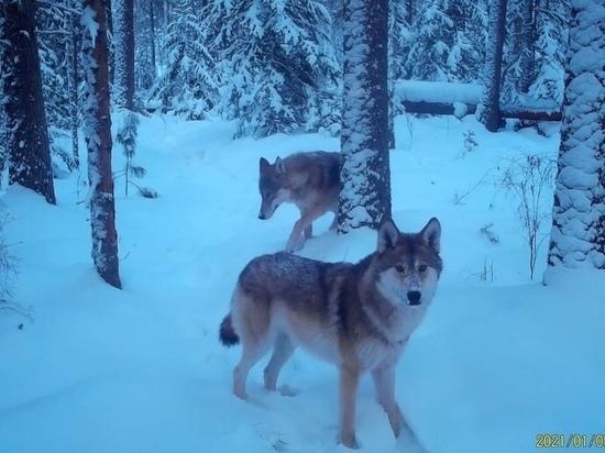 Популяция волков восстанавливается в нацпарке «Красноярские Столбы»