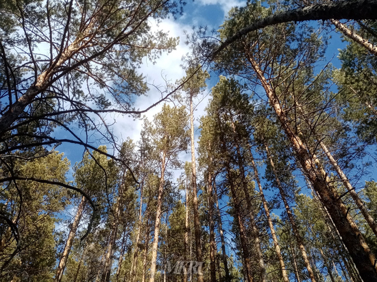 Посещение леса запретят в Забайкалье с 9 апреля
