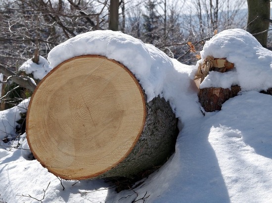 Усердный лесоруб из Сарафановки незаконно вырубил в Томской области более 450 деревьев