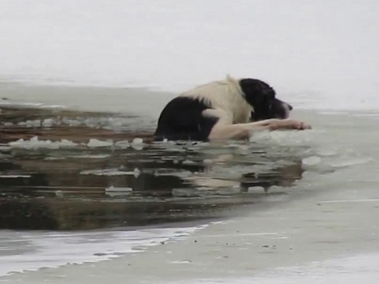 Северодвинские спасатели вытащили из воды тонувшую собаку