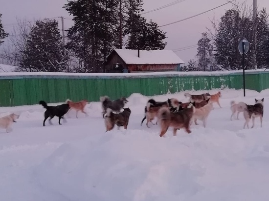 Огромная банда псов держит в страхе поселок на Ямале