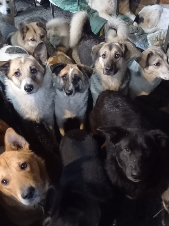 Псковские зоозащитники просят помочь с собачьим кормом