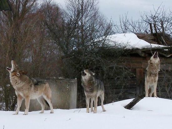 На окраине Архангельска волки задрали здоровенного кавказца