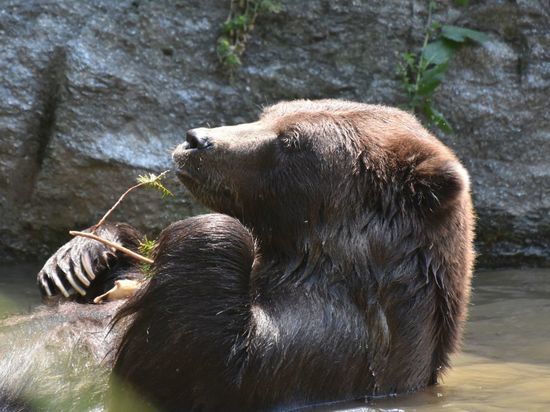 Бурые медведи поиграли с тыквой в Калининградском зоопарке