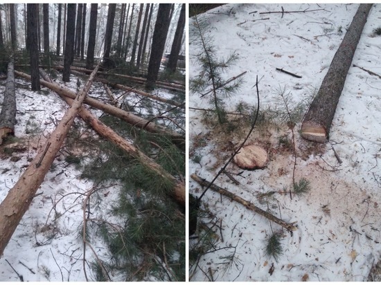 Эксперты объяснили вырубку леса в красноярском Академгородке