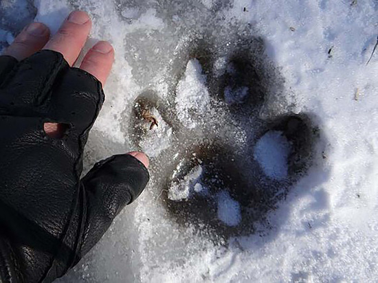 Следы таинственного зверя обнаружил на снегу житель Владивостока