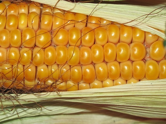 Немецкие ученые сделали пенопласт из кукурузы