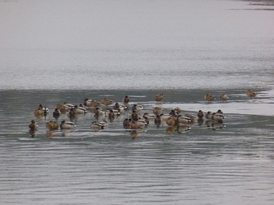 Почти 200 уток насчитали на частично покрытом льдом Яченском водохранилище в Калуге