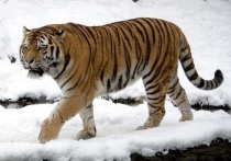 В лесу в Приморском крае обнаружена туша амурского тигра с огнестрельным ранением