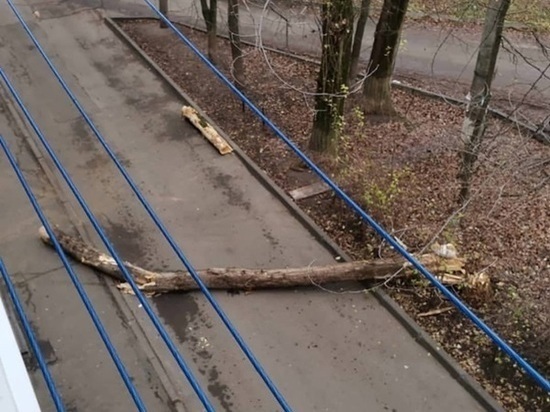 В Ростове рядом с жилым домом из-за сильного ветра упало сухое дерево