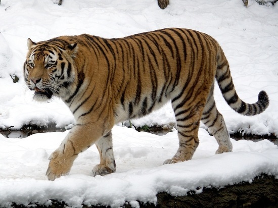 Краснокнижного амурского тигра застрелили в Приморье