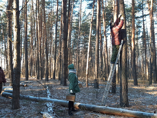 В Воронежском заповеднике подготовили укрытия для зимующих птиц