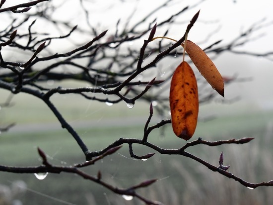 29 ноября в Смоленске будет тепло и дождливо