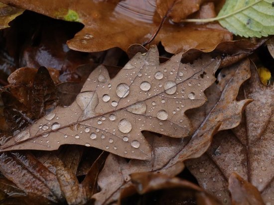 29 ноября в Рязанской области ожидается дождь и до +8 градусов