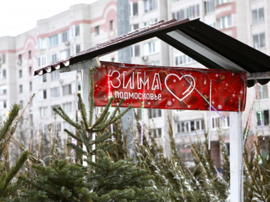 В Московской области откроется 260 пунктов продажи живых елок