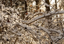 В понедельник, 29 ноября, по Республике Бурятия ожидается морозная и снежная погода