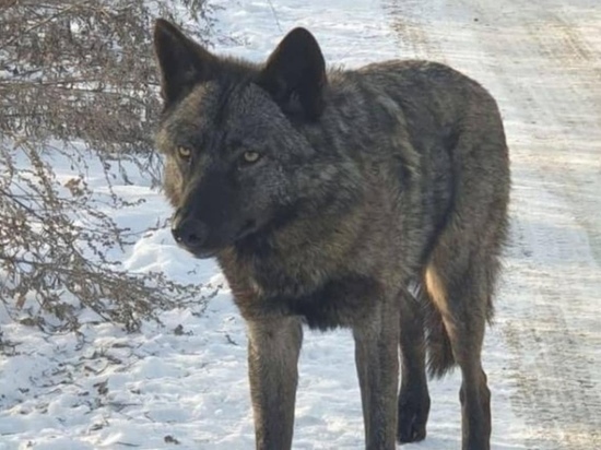 Волк бродит по улицам в поселке Приморского края