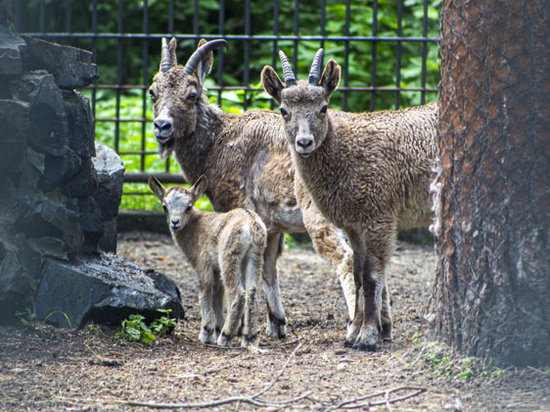 Держатся за маму: новосибирский зоопарк показал трогательные фото животных в День матери