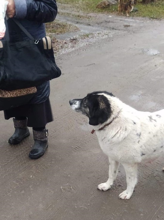 В Ярославле зоозащитница просит найти убийцу собаки