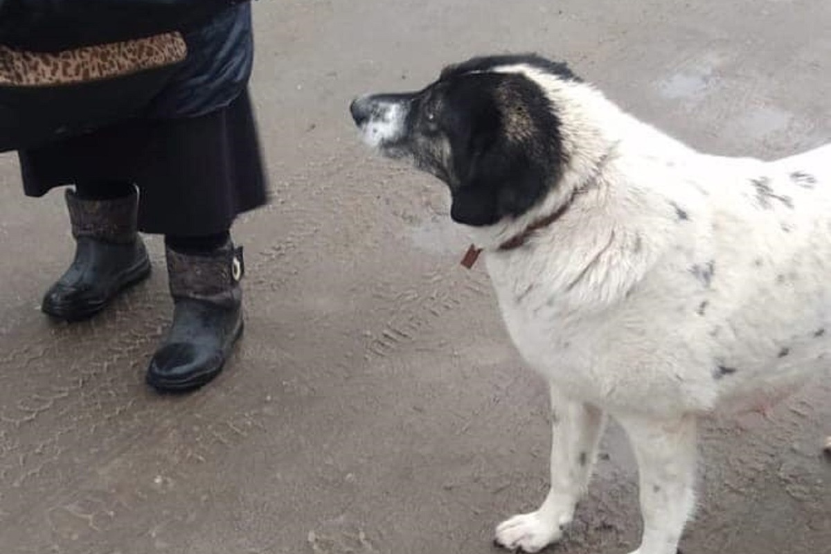 В Ярославле зоозащитница просит найти убийцу собаки