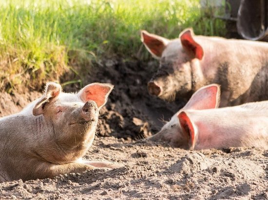 В Хакасии фермера наказали за свиней на свободном выгуле