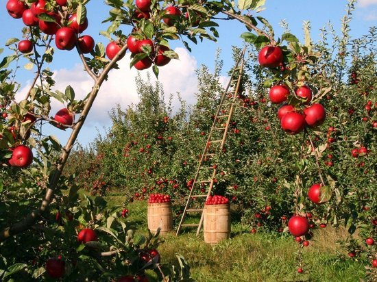 Крупнейший в Европе органический яблоневый сад, расположенный в Новоусманском районе, прошел сертификацию