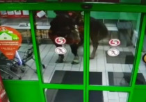 Житель Курской области, который оказался казаком, въехал в супермаркет в поселке Карла Либкнехта верхом на лошади, размахивания шашкой