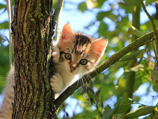 Полицейские спасли котенка, сидевшего на дереве в Великих Луках