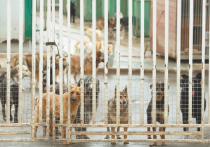 Закон о регистрации домашних животных опять не готов в срок 